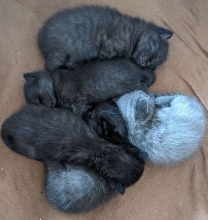 Liebe und verkuschelte BKH- Kitten abzugeben