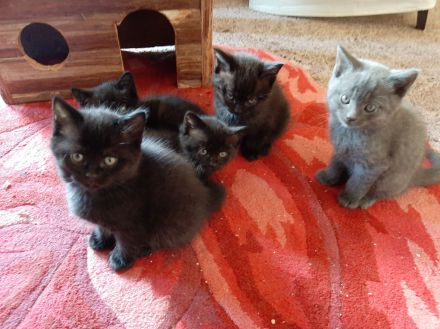 Liebe und verkuschelte BKH- Kitten abzugeben