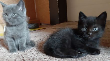 Liebe und verkuschelte BKH- Kitten abzugeben