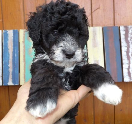Aussiedoodle MINI / MEDIUM mit Papieren - wie Labradoodle / Goldendoodle