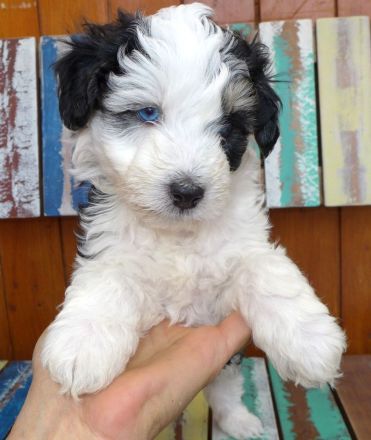 Aussiedoodle MINI / MEDIUM mit Papieren - wie Labradoodle / Goldendoodle
