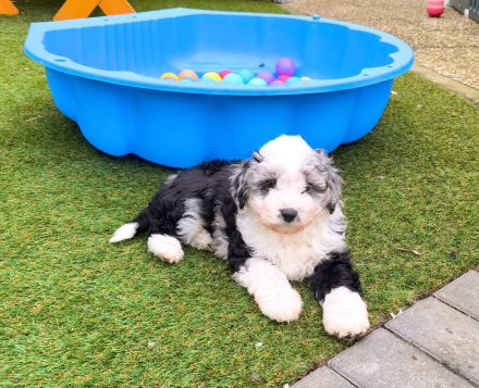 Aussiedoodle MINI / MEDIUM mit Papieren - wie Labradoodle / Goldendoodle