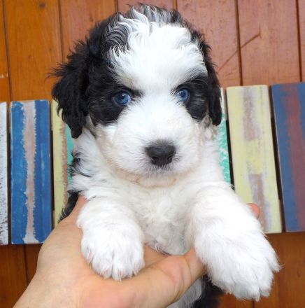 Aussiedoodle MINI / MEDIUM mit Papieren - wie Labradoodle / Goldendoodle