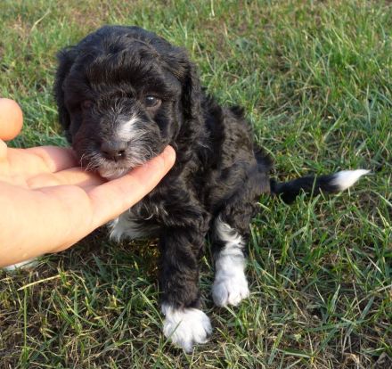 Aussiedoodle MINI / MEDIUM mit Papieren - wie Labradoodle / Goldendoodle