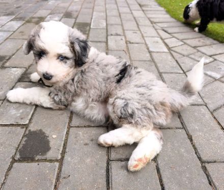 Aussiedoodle MINI / MEDIUM mit Papieren - wie Labradoodle / Goldendoodle