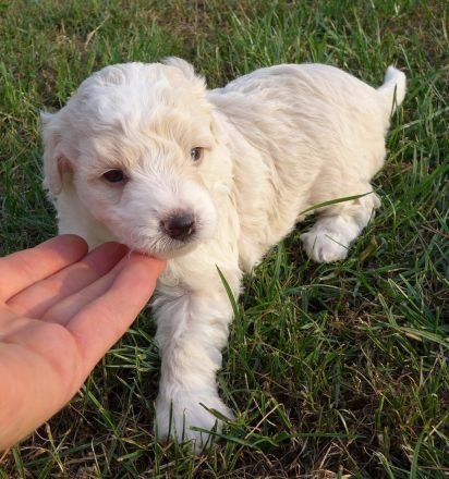 Aussiedoodle MINI / MEDIUM mit Papieren - wie Labradoodle / Goldendoodle