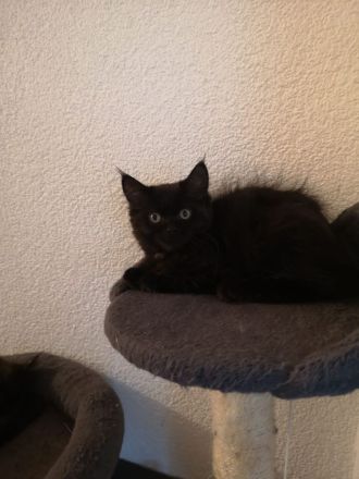 Reinrassige Maine-Coon Kitten