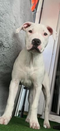 Maya Staffordshire Terrier Weibchen