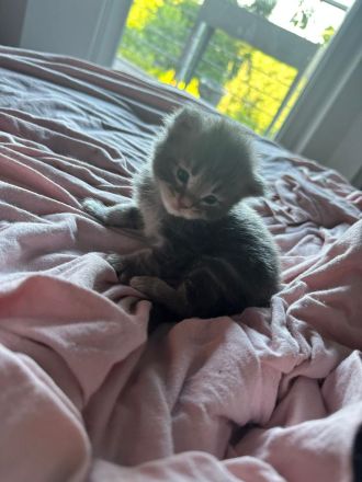 Süße Maine Coon Kitten