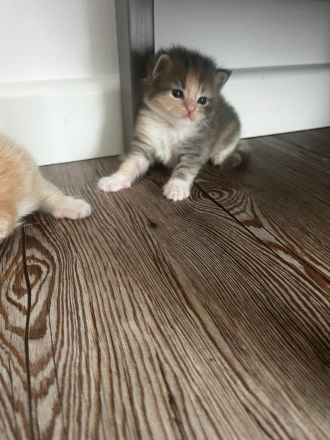 Süße Maine Coon Kitten