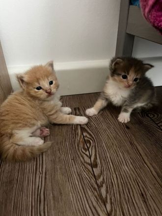 Süße Maine Coon Kitten