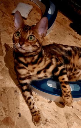 Reinrassige Bengalkatzen mit Stammbaum