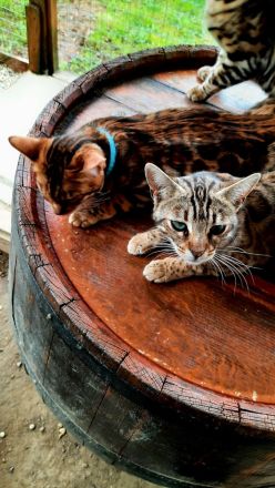 Reinrassige Bengalkatzen mit Stammbaum