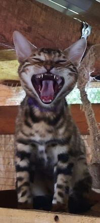 Reinrassige Bengalkatzen mit Stammbaum