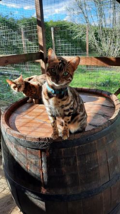 Reinrassige Bengalkatzen mit Stammbaum