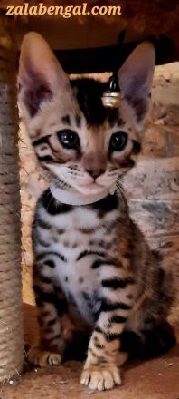 Reinrassige Bengalkatzen mit Stammbaum