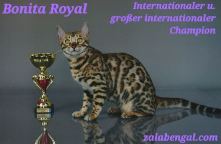 Reinrassige Bengalkatzen mit Stammbaum