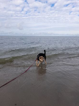 Border Collie-Pinscher Mix