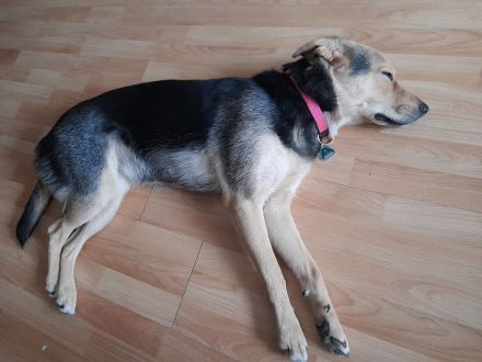 Border Collie-Pinscher Mix