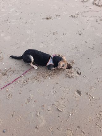 Border Collie-Pinscher Mix