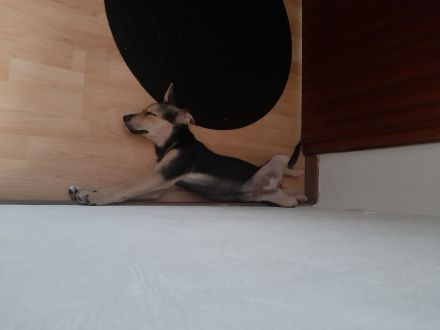 Border Collie-Pinscher Mix