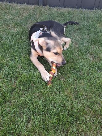 Border Collie-Pinscher Mix