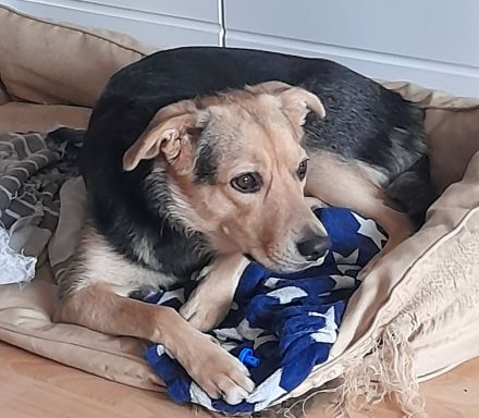 Border Collie-Pinscher Mix