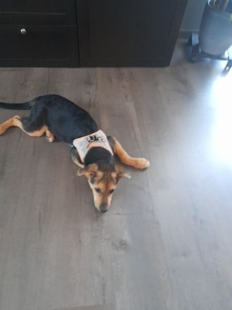 Border Collie-Pinscher Mix