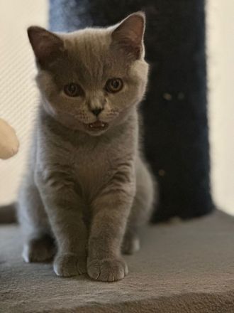 Reinrassige BKH Kitten Abgabebereit