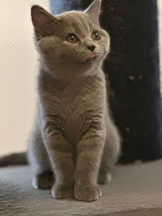 Reinrassige BKH Kitten Abgabebereit