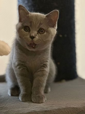 Reinrassige BKH Kitten Abgabebereit