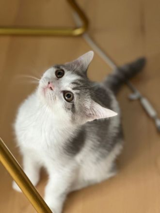 Reinrassige BKH Kitten Abgabebereit