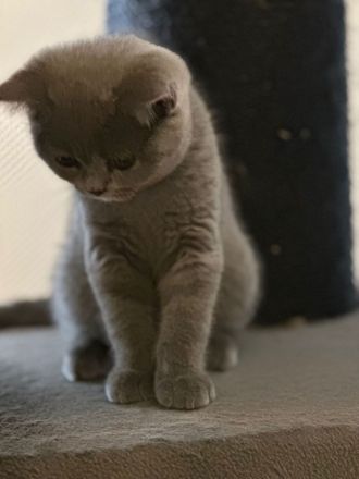 Reinrassige BKH Kitten Abgabebereit