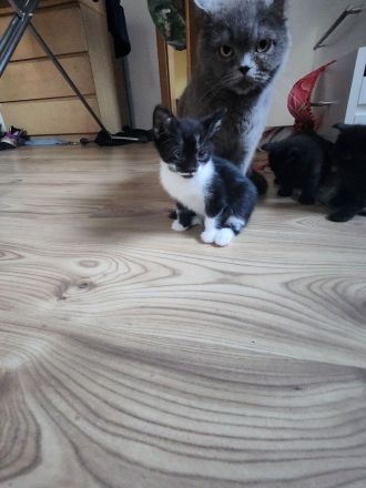 5 zauberhafte halb persa Babys  anzugegeben