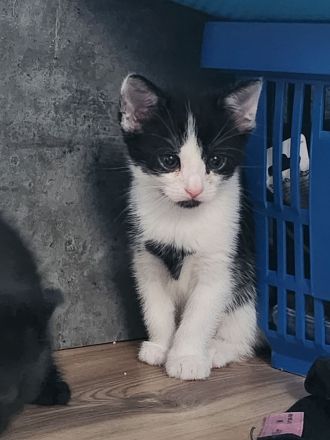 5 zauberhafte halb persa Babys  anzugegeben