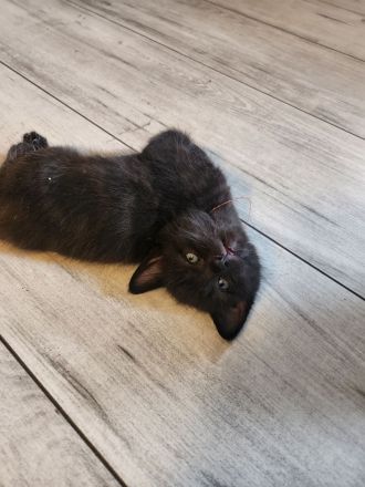 5 zauberhafte halb persa Babys  anzugegeben