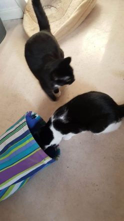 Karlchen & Bubi suchen ein Zuhause