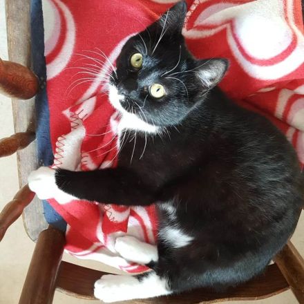 Karlchen & Bubi suchen ein Zuhause