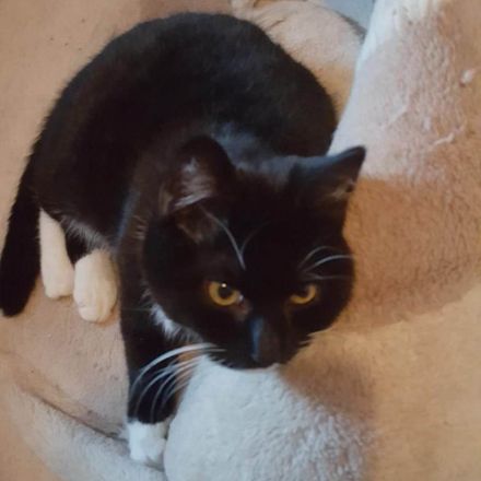 Nala & Mumpitz suchen ein Zuhause