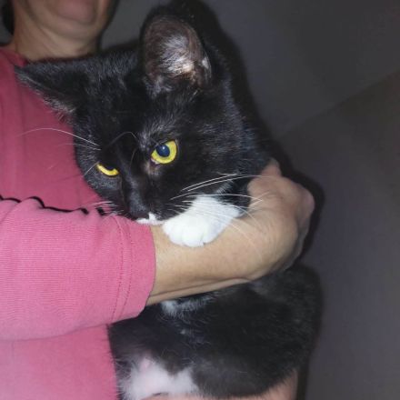 Nala & Mumpitz suchen ein Zuhause