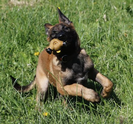 Welpengewöhnung und Bindungsaufbau 40 jährige Ausbildungserfahrung