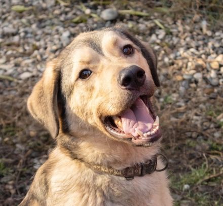 Romeo wünscht sich lieben Familienanschluß