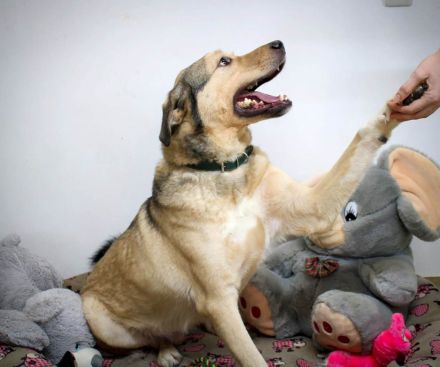 Romeo wünscht sich lieben Familienanschluß