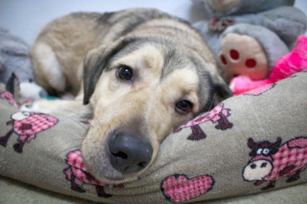 Romeo wünscht sich lieben Familienanschluß