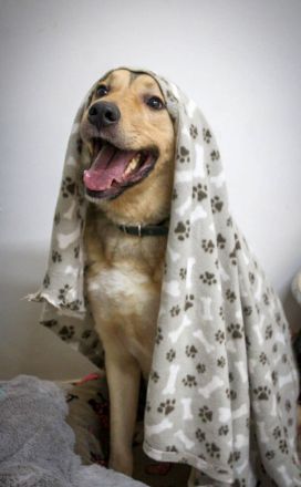 Romeo wünscht sich lieben Familienanschluß