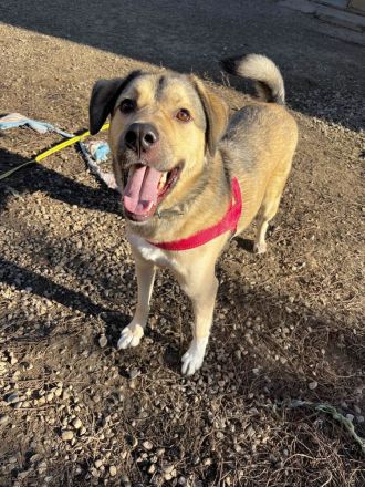 Romeo wünscht sich lieben Familienanschluß