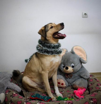 Romeo wünscht sich lieben Familienanschluß