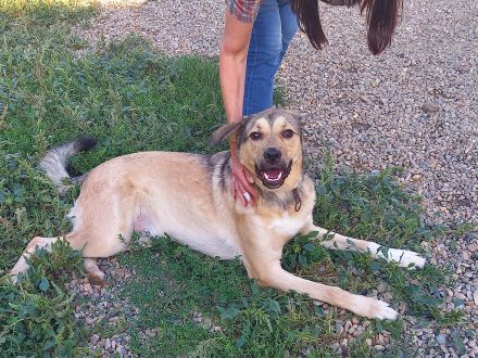 Romeo wünscht sich lieben Familienanschluß