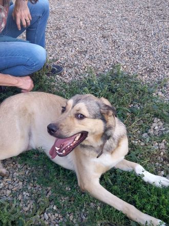 Romeo wünscht sich lieben Familienanschluß