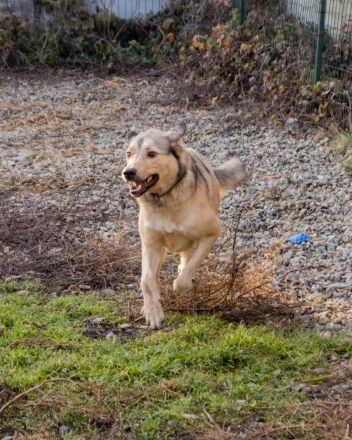 Romeo wünscht sich lieben Familienanschluß